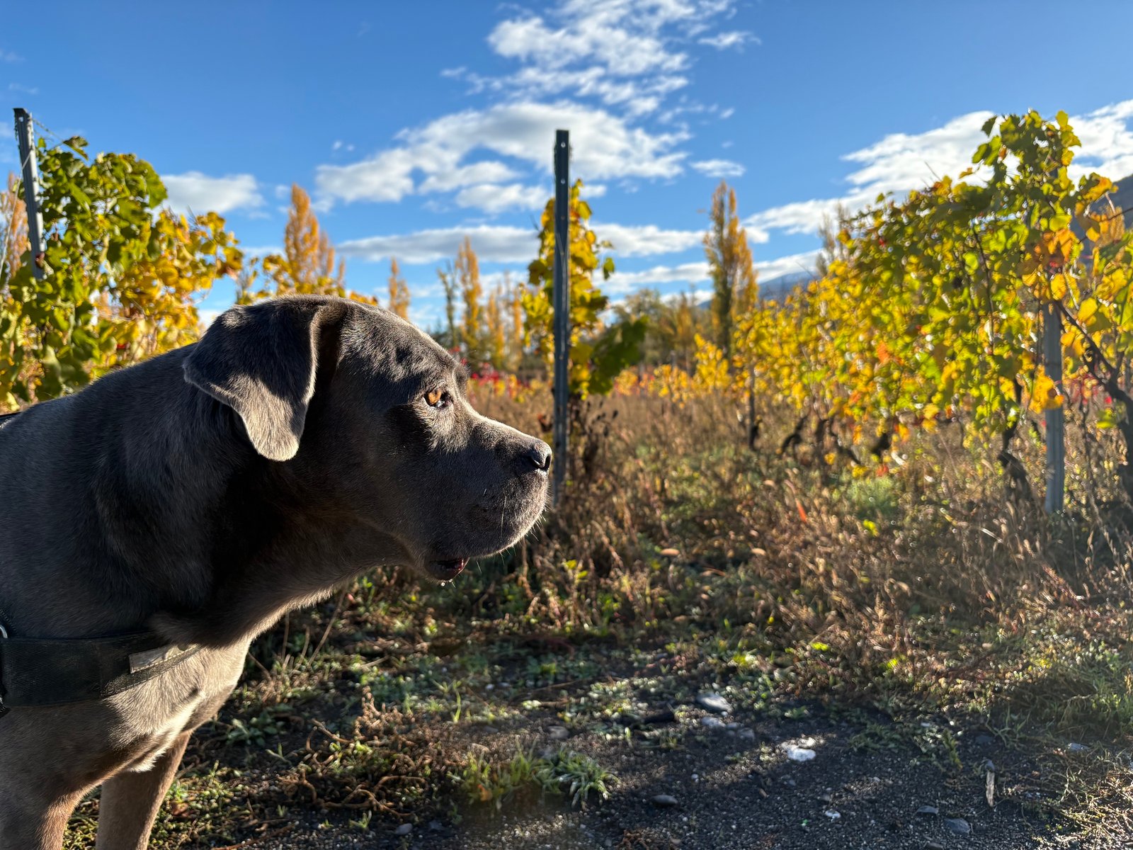 Promenade dans les Alpes valaisannes avec des animaux